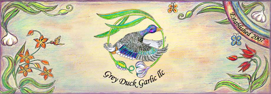 Grey Duck Garlic sells organic gourmet garlic